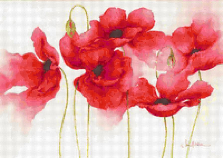 Маки - акварель, маки - предпросмотр