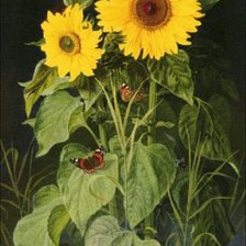 Схема вышивки «Подсолнухи»