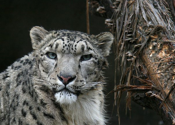 Снежный барс - животные, барс, кошки - оригинал