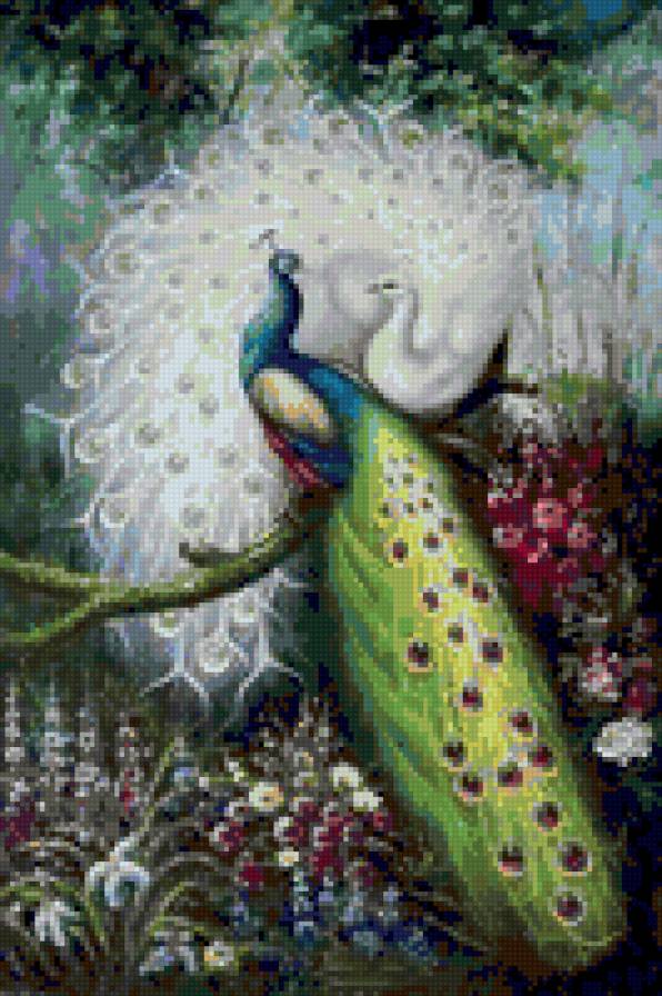 павлины - предпросмотр