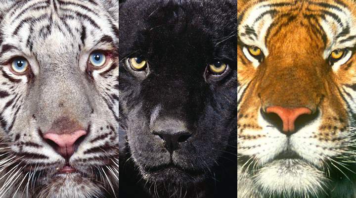 моськи - кошки, тигр, пантера, животные - оригинал