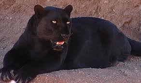 Черная пантера - кошки, пантера, животные - оригинал
