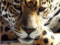 Леопард - леопарды, кошки, животные - оригинал