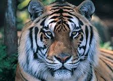 Схема вышивки «Тигр»