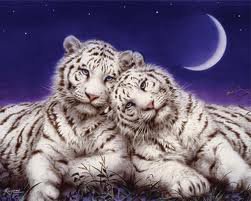 Белые тигры - животные, кошки, тигры - оригинал