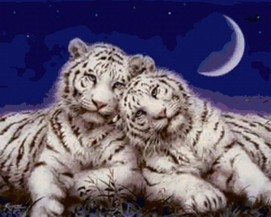 Белые тигры - кошки, тигры, животные - предпросмотр