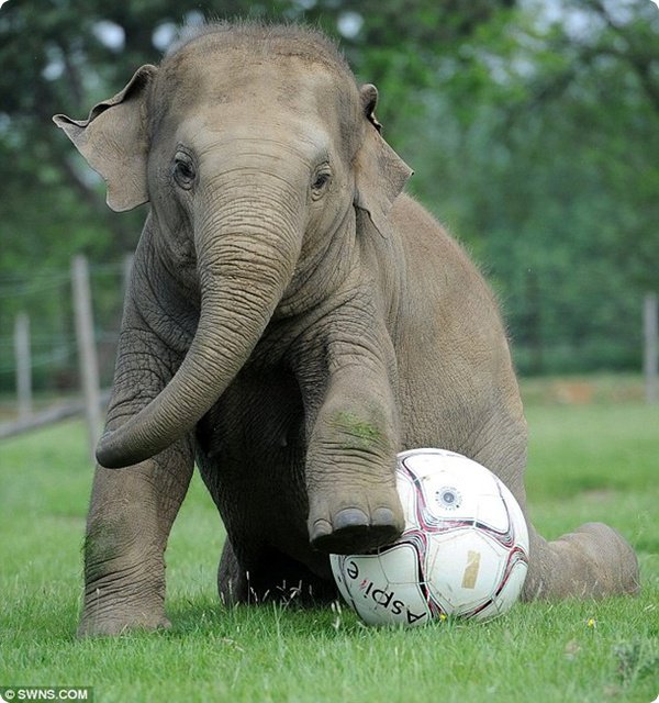 Футболист - слоны, животные - оригинал