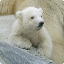 Схема вышивки «Белый медвежонок»