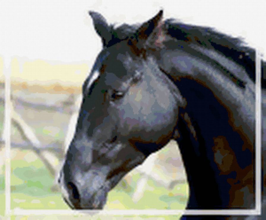 Вороной - животные, кони - предпросмотр