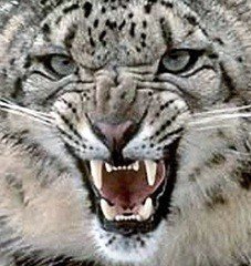 Белый леопард - кошки, леопарды, животные - оригинал