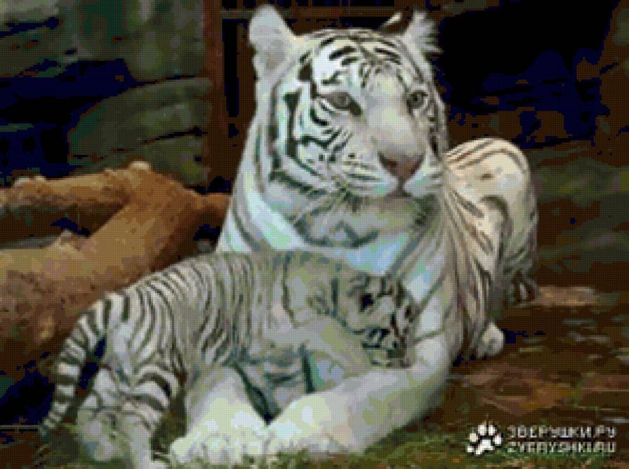 Белые тигры - кошки, тигры, животные - предпросмотр