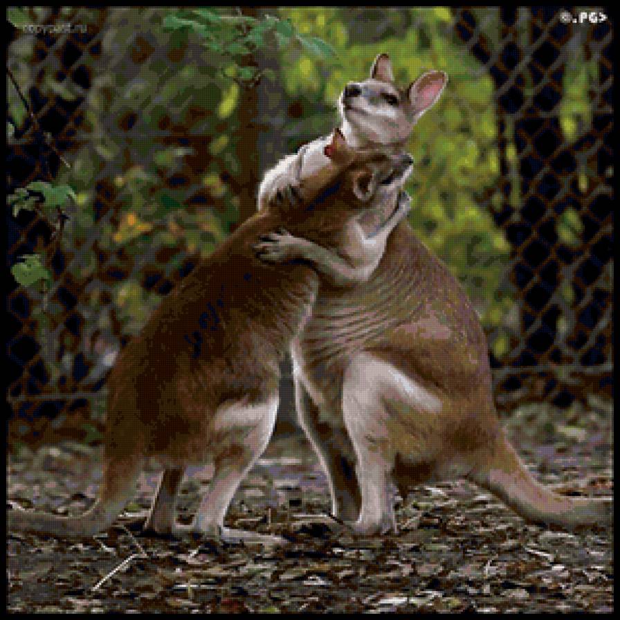 Тесные объятья - кенгуру - предпросмотр