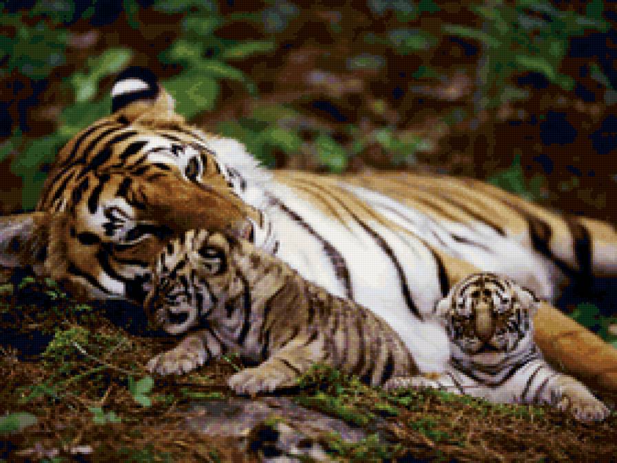Тигрица - животные, семья, мать - предпросмотр