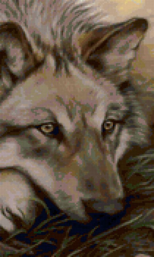 Печаль волка - природа, животные - предпросмотр