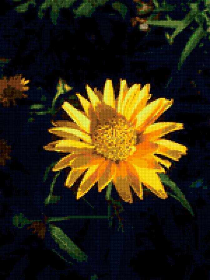 желтый цветок - цветок, на черном фоне, желтый - предпросмотр