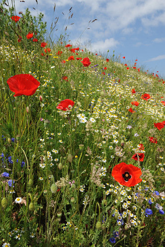 №109888 - оригинал