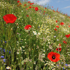 Схема вышивки «№109888»