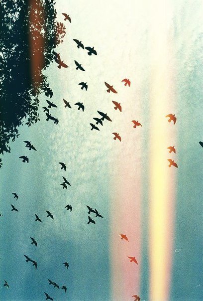 Птицы - небо, солнце, птицы - оригинал