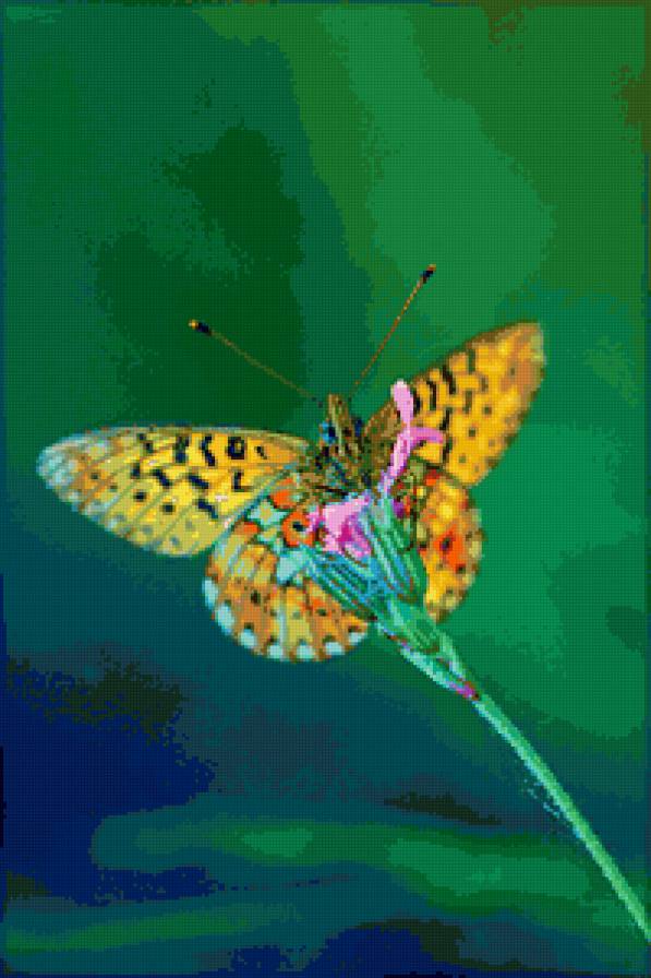 Бабочка - бабочка, насекомые - предпросмотр