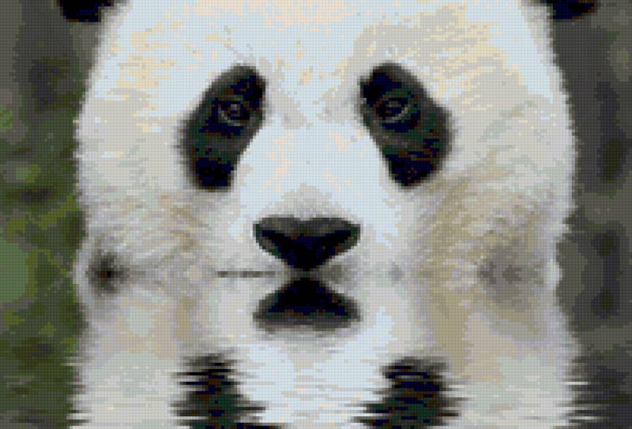 Панда - медведи - предпросмотр