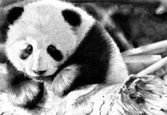 Панда - медведи - оригинал