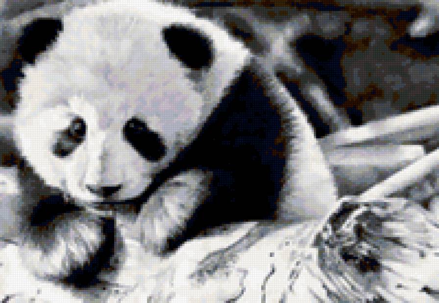 Панда - медведи - предпросмотр