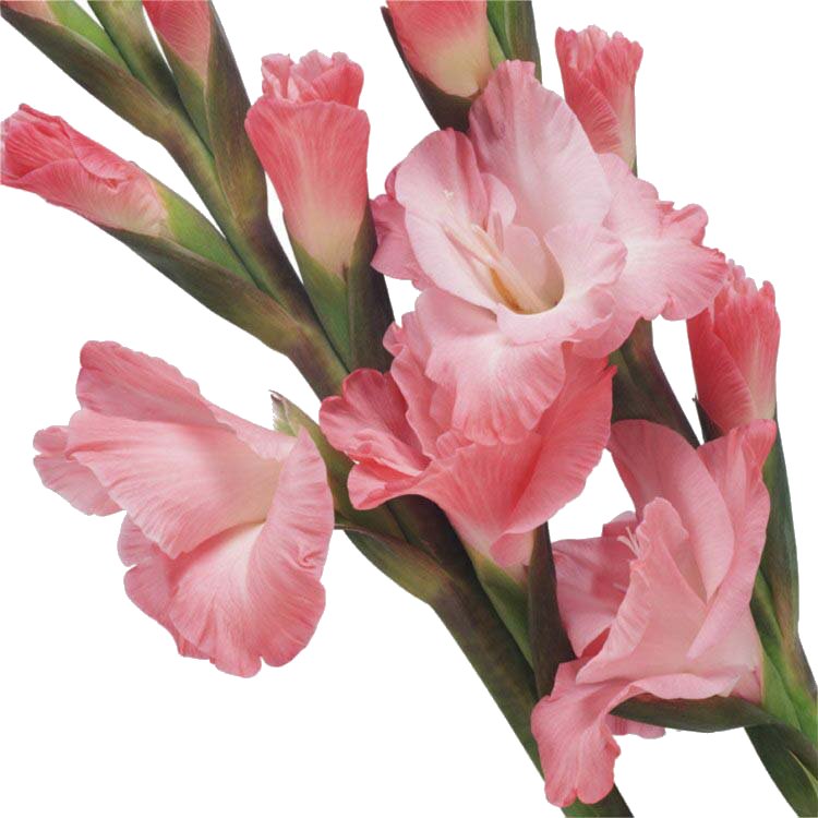 розовый гладиолус - цветок, цветы, гладиолусы - оригинал