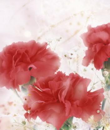 гвоздики - цветы, гвоздики - оригинал