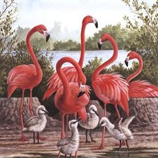 фламинго и птенцы