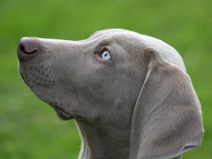 Верность - животные - оригинал