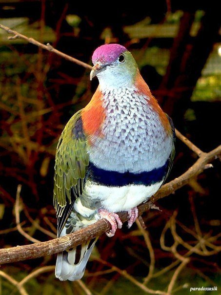 Птица - птицы, природа - оригинал