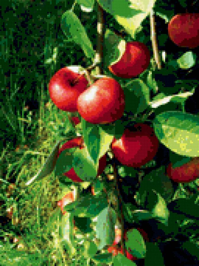 яблоко - предпросмотр