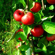 Схема вышивки «яблоко»