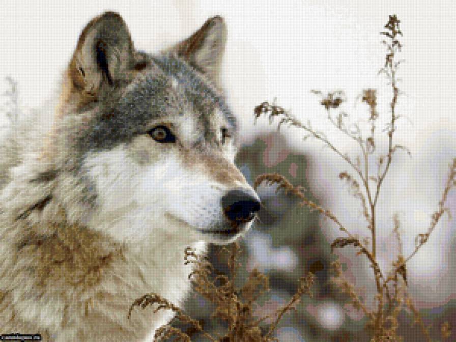 Волк - волки - предпросмотр