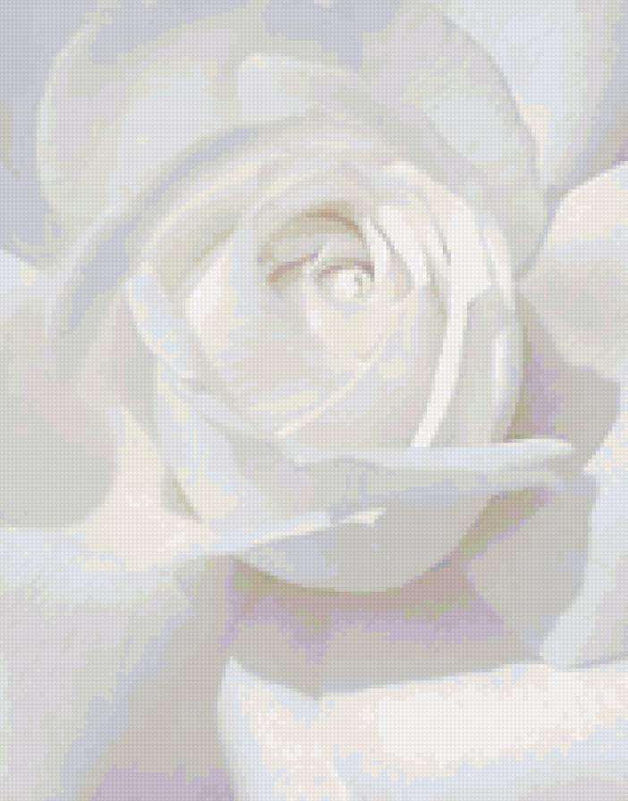 роза - нежность, цветы, роза - предпросмотр