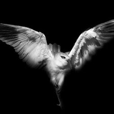 Схема вышивки «птица»