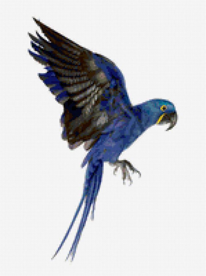 птица - птица, попугай - предпросмотр