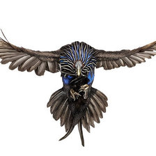 Схема вышивки «птица»