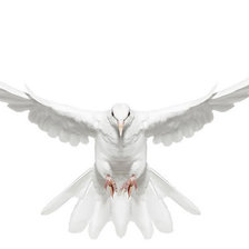 Схема вышивки «птица»