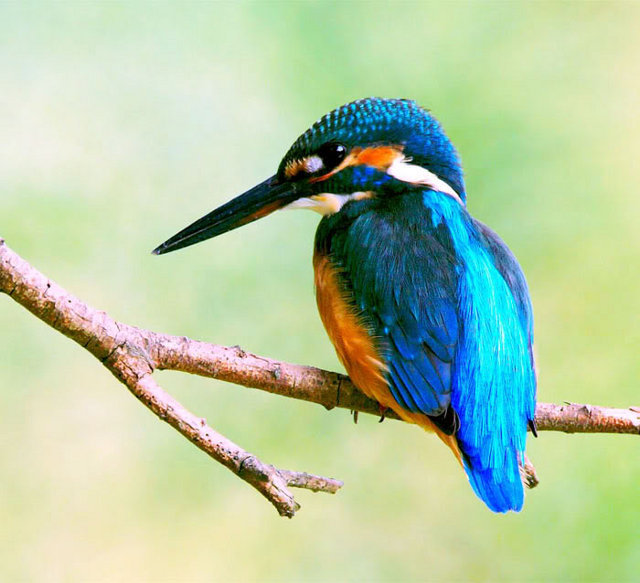 птица - оригинал