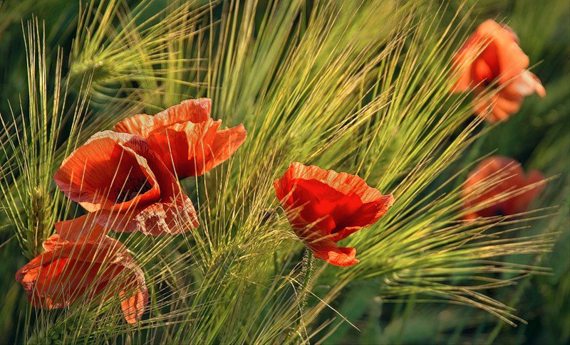 маки - цветы, природа - оригинал