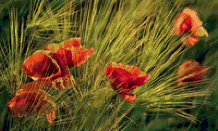 маки - цветы, природа - предпросмотр