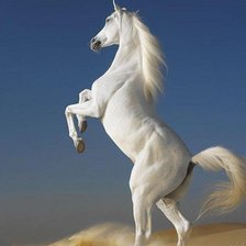Оригинал схемы вышивки «Белый конь» (№111222)