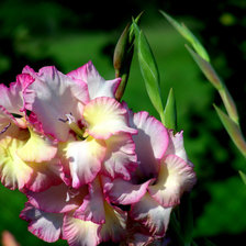 Схема вышивки «гладиола»