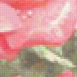 Предпросмотр схемы вышивки «Розочки с саду))» (№111384)