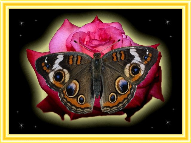 Бабочка на фоне розочки) - розы, flowers, цветы, бабочки - оригинал