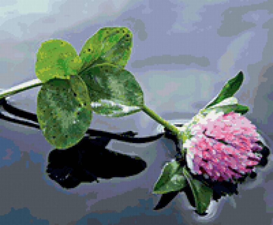 клевер - клевер, удача, цветы - предпросмотр