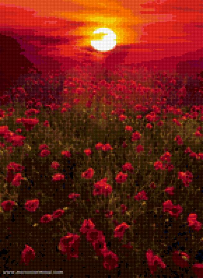 маки - природа, цветы - предпросмотр