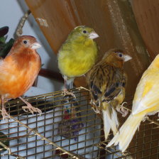 Схема вышивки «чижики»