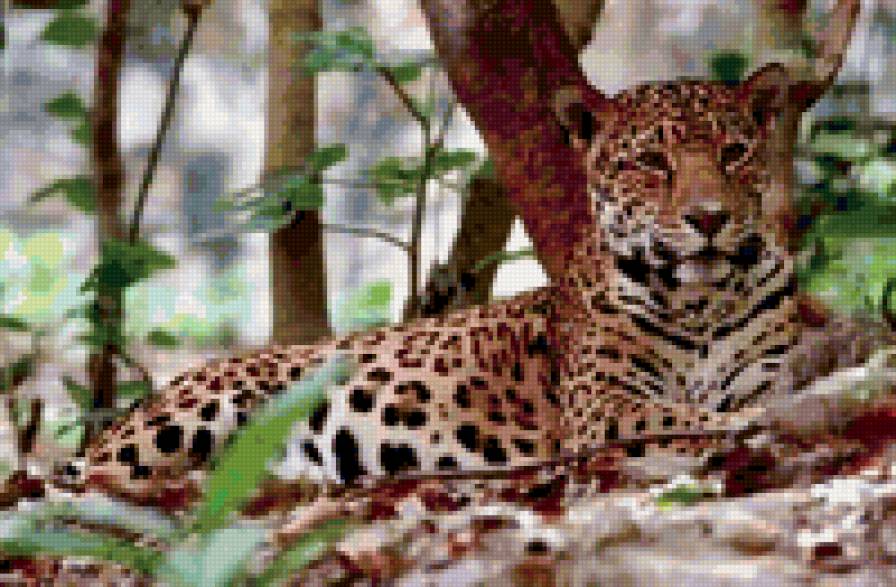 Ягуар - ягуар, животные - предпросмотр